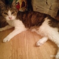 visites de chats à domicile sur Soisy-sous-Montmorency, Eaubonne, Enghien-les-Bains 67 3392483789