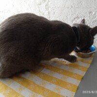 visites de chats à domicile sur Soisy-sous-Montmorency, Eaubonne, Enghien-les-Bains, Margency et Andilly 37