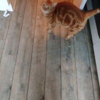 visites de chats à domicile sur Soisy-sous-Montmorency, Eaubonne, Enghien-les-Bains, Margency et Andilly 36