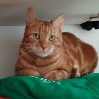 visites de chats à domicile sur Soisy-sous-Montmorency, Eaubonne, Enghien-les-Bains, Margency et Andilly 35