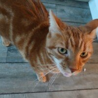 visites de chats à domicile sur Soisy-sous-Montmorency, Eaubonne, Enghien-les-Bains, Margency et Andilly 34