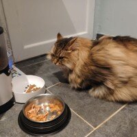 visites de chats à domicile sur Soisy-sous-Montmorency, Eaubonne, Enghien-les-Bains, Margency et Andilly 15