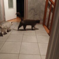 visites de chats à domicile sur Soisy-sous-Montmorency, Eaubonne, Enghien-les-Bains, Margency et Andilly 19