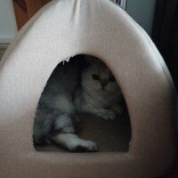 visites de chats à domicile sur Soisy-sous-Montmorency, Eaubonne, Enghien-les-Bains, Margency et Andilly 18