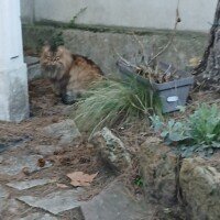 visites de chats à domicile sur Soisy-sous-Montmorency, Eaubonne, Enghien-les-Bains, Margency et Andilly 14