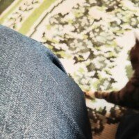 visites de chats à domicile sur Soisy-sous-Montmorency, Eaubonne, Enghien-les-Bains, Margency et Andilly 50