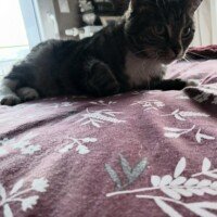 visites de chats à domicile sur Soisy-sous-Montmorency, Eaubonne, Enghien-les-Bains, Margency et Andilly 49