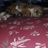 visites de chats à domicile sur Soisy-sous-Montmorency, Eaubonne, Enghien-les-Bains, Margency et Andilly 5