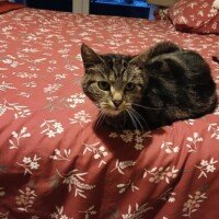 visites de chats à domicile sur Soisy-sous-Montmorency, Eaubonne, Enghien-les-Bains, Margency et Andilly 4