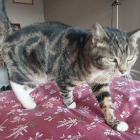 visites de chats à domicile sur Soisy-sous-Montmorency, Eaubonne, Enghien-les-Bains, Margency et Andilly 11