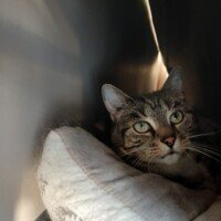 visites de chats à domicile sur Soisy-sous-Montmorency, Eaubonne, Enghien-les-Bains, Margency et Andilly 10