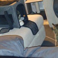 visites de chats à domicile sur Soisy-sous-Montmorency, Eaubonne, Enghien-les-Bains, Margency et Andilly 9