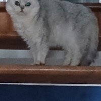 visites de chats à domicile sur Soisy-sous-Montmorency, Eaubonne, Enghien-les-Bains, Margency et Andilly 8