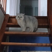 visites de chats à domicile sur Soisy-sous-Montmorency, Eaubonne, Enghien-les-Bains 305 576809891