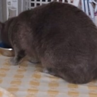 visites de chats à domicile sur Soisy-sous-Montmorency, Eaubonne, Enghien-les-Bains 304 641564278