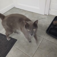 visites de chats à domicile sur Soisy-sous-Montmorency, Eaubonne, Enghien-les-Bains 303 4289390187