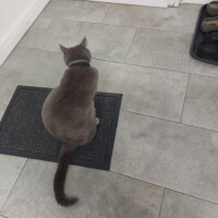 visites de chats à domicile sur Soisy-sous-Montmorency, Eaubonne, Enghien-les-Bains 302 436147789