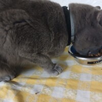 visites de chats à domicile sur Soisy-sous-Montmorency, Eaubonne, Enghien-les-Bains 301 992945291