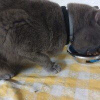 visites de chats à domicile sur Soisy-sous-Montmorency, Eaubonne, Enghien-les-Bains, Margency et Andilly 3