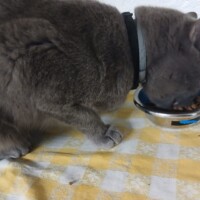 visites de chats à domicile sur Soisy-sous-Montmorency, Eaubonne, Enghien-les-Bains 77