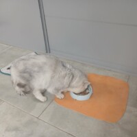 visites de chats à domicile sur Soisy-sous-Montmorency, Eaubonne, Enghien-les-Bains 300 2603437023
