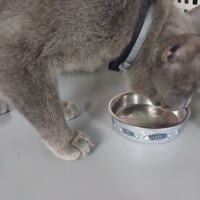 visites de chats à domicile sur Soisy-sous-Montmorency, Eaubonne, Enghien-les-Bains 299 1867591459