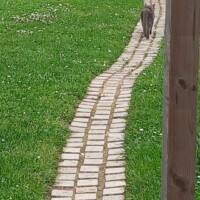 visites de chats à domicile sur Soisy-sous-Montmorency, Eaubonne, Enghien-les-Bains 298 1415342132