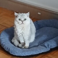 visites de chats à domicile sur Soisy-sous-Montmorency, Eaubonne, Enghien-les-Bains 297 1251707954