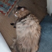 visites de chats à domicile sur Soisy-sous-Montmorency, Eaubonne, Enghien-les-Bains 296 54212263