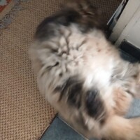 visites de chats à domicile sur Soisy-sous-Montmorency, Eaubonne, Enghien-les-Bains 295 2592215502