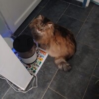 visites de chats à domicile sur Soisy-sous-Montmorency, Eaubonne, Enghien-les-Bains 294 1068540623