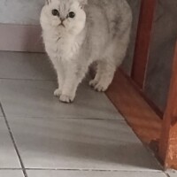 visites de chats à domicile sur Soisy-sous-Montmorency, Eaubonne, Enghien-les-Bains 293 1180509836