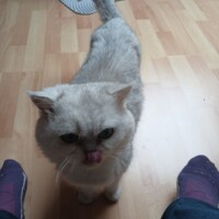 visites de chats à domicile sur Soisy-sous-Montmorency, Eaubonne, Enghien-les-Bains 292 793352689