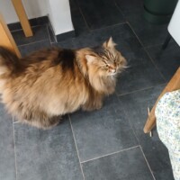visites de chats à domicile sur Soisy-sous-Montmorency, Eaubonne, Enghien-les-Bains 291 1175697250