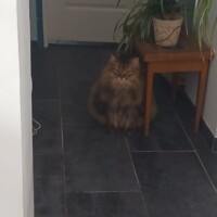 visites de chats à domicile sur Soisy-sous-Montmorency, Eaubonne, Enghien-les-Bains 290 808910248
