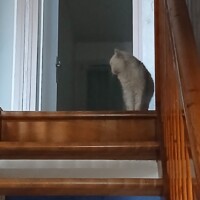 visites de chats à domicile sur Soisy-sous-Montmorency, Eaubonne, Enghien-les-Bains 289 3015083797