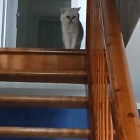 visites de chats à domicile sur Soisy-sous-Montmorency, Eaubonne, Enghien-les-Bains 288 2359012154