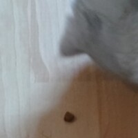 visites de chats à domicile sur Soisy-sous-Montmorency, Eaubonne, Enghien-les-Bains 287 468565740