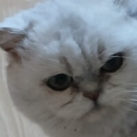 visites de chats à domicile sur Soisy-sous-Montmorency, Eaubonne, Enghien-les-Bains 286 94234958
