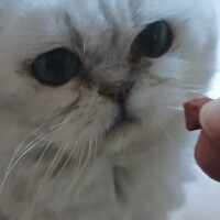 visites de chats à domicile sur Soisy-sous-Montmorency, Eaubonne, Enghien-les-Bains 285 1704602218