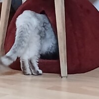visites de chats à domicile sur Soisy-sous-Montmorency, Eaubonne, Enghien-les-Bains 283 4188270083