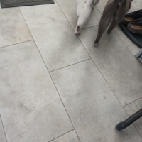 visites de chats à domicile sur Soisy-sous-Montmorency, Eaubonne, Enghien-les-Bains 282 3080411757