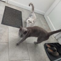 visites de chats à domicile sur Soisy-sous-Montmorency, Eaubonne, Enghien-les-Bains 281 3891598662