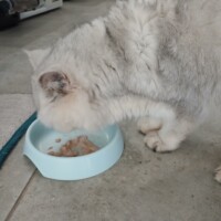 visites de chats à domicile sur Soisy-sous-Montmorency, Eaubonne, Enghien-les-Bains 280 1575197778