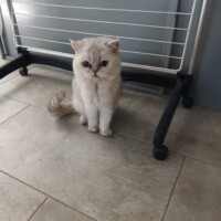 visites de chats à domicile sur Soisy-sous-Montmorency, Eaubonne, Enghien-les-Bains 279 4277615605