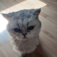 visites de chats à domicile sur Soisy-sous-Montmorency, Eaubonne, Enghien-les-Bains 278 4254407690