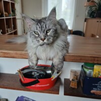 visites de chats à domicile sur Soisy-sous-Montmorency, Eaubonne, Enghien-les-Bains 277 2571958372