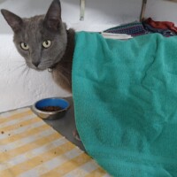 visites de chats à domicile sur Soisy-sous-Montmorency, Eaubonne, Enghien-les-Bains 276 116067336