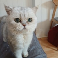 visites de chats à domicile sur Soisy-sous-Montmorency, Eaubonne, Enghien-les-Bains 275 1185940925