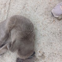 visites de chats à domicile sur Soisy-sous-Montmorency, Eaubonne, Enghien-les-Bains 274 3594456155